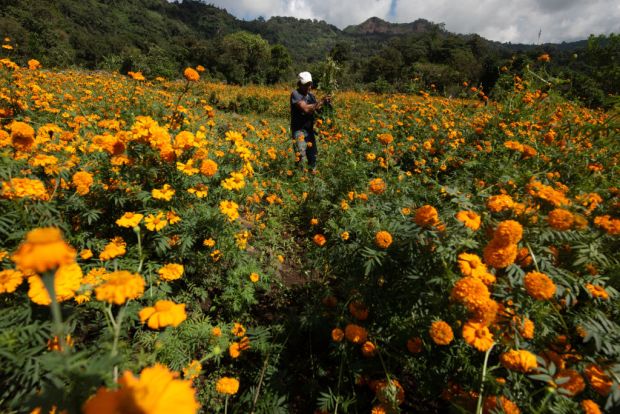Cempasuchil Flower Harvest In Veracruz